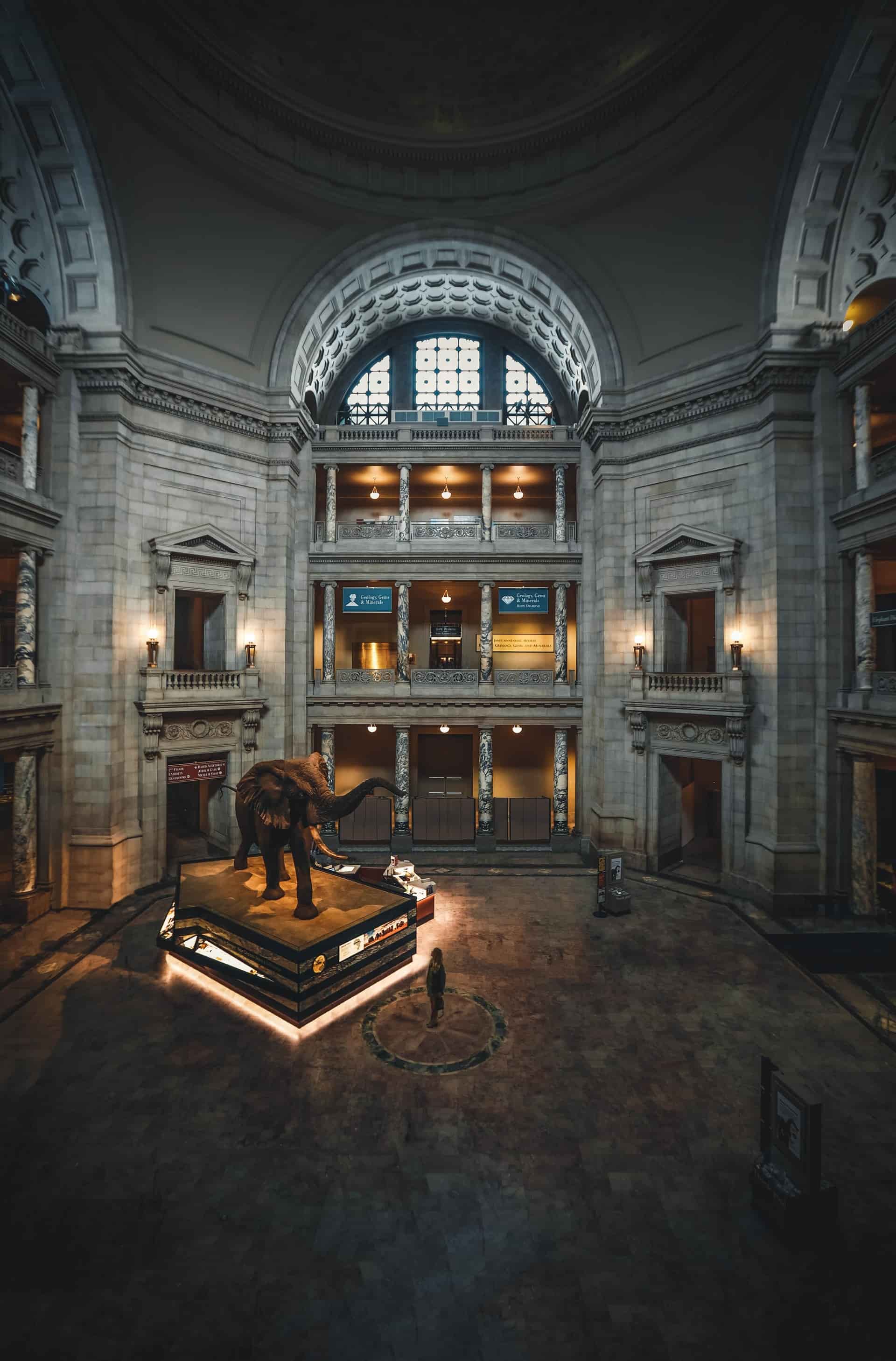 Elephant exhibit in the museum