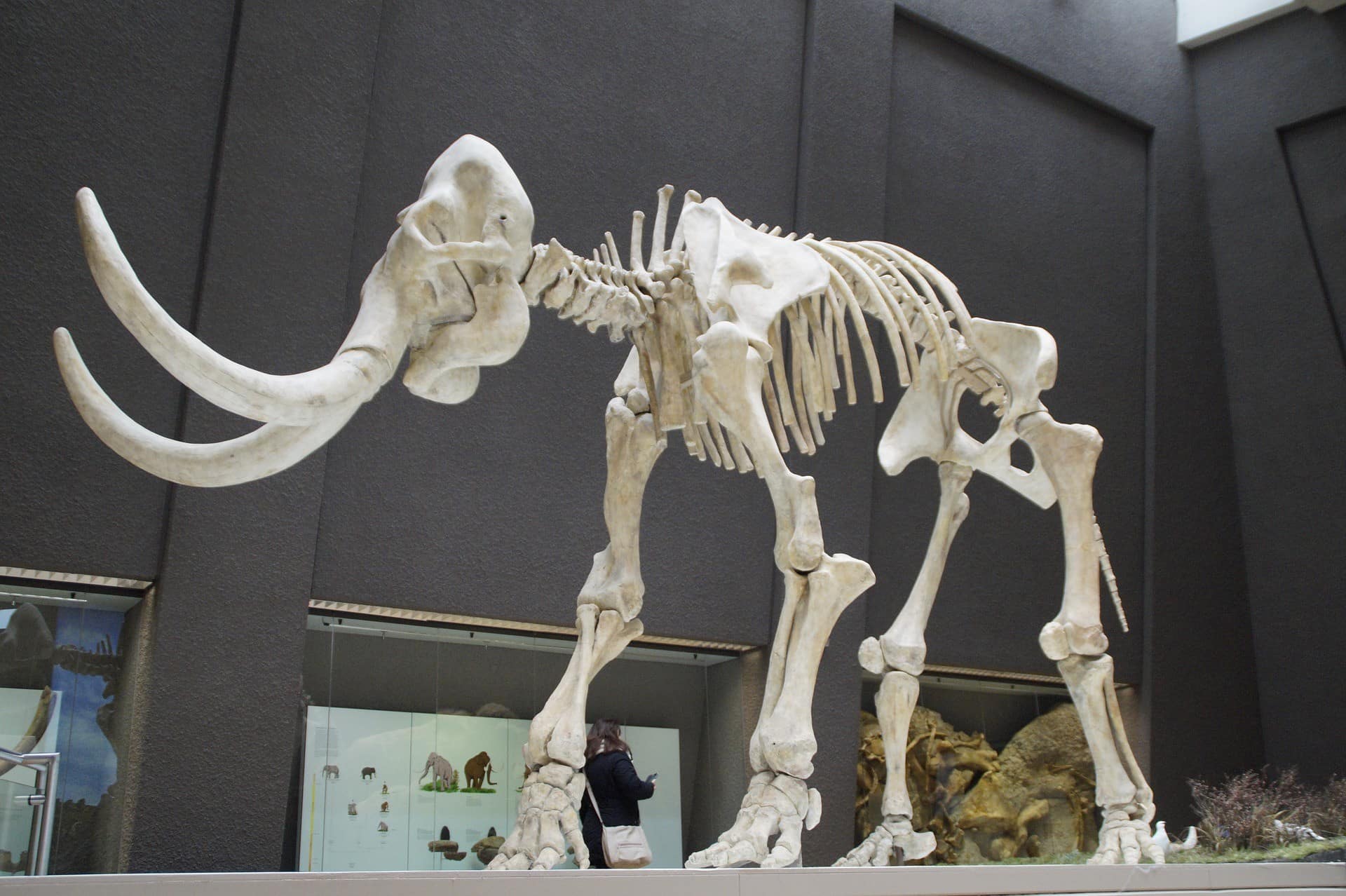 An images of a mammoth skeleton